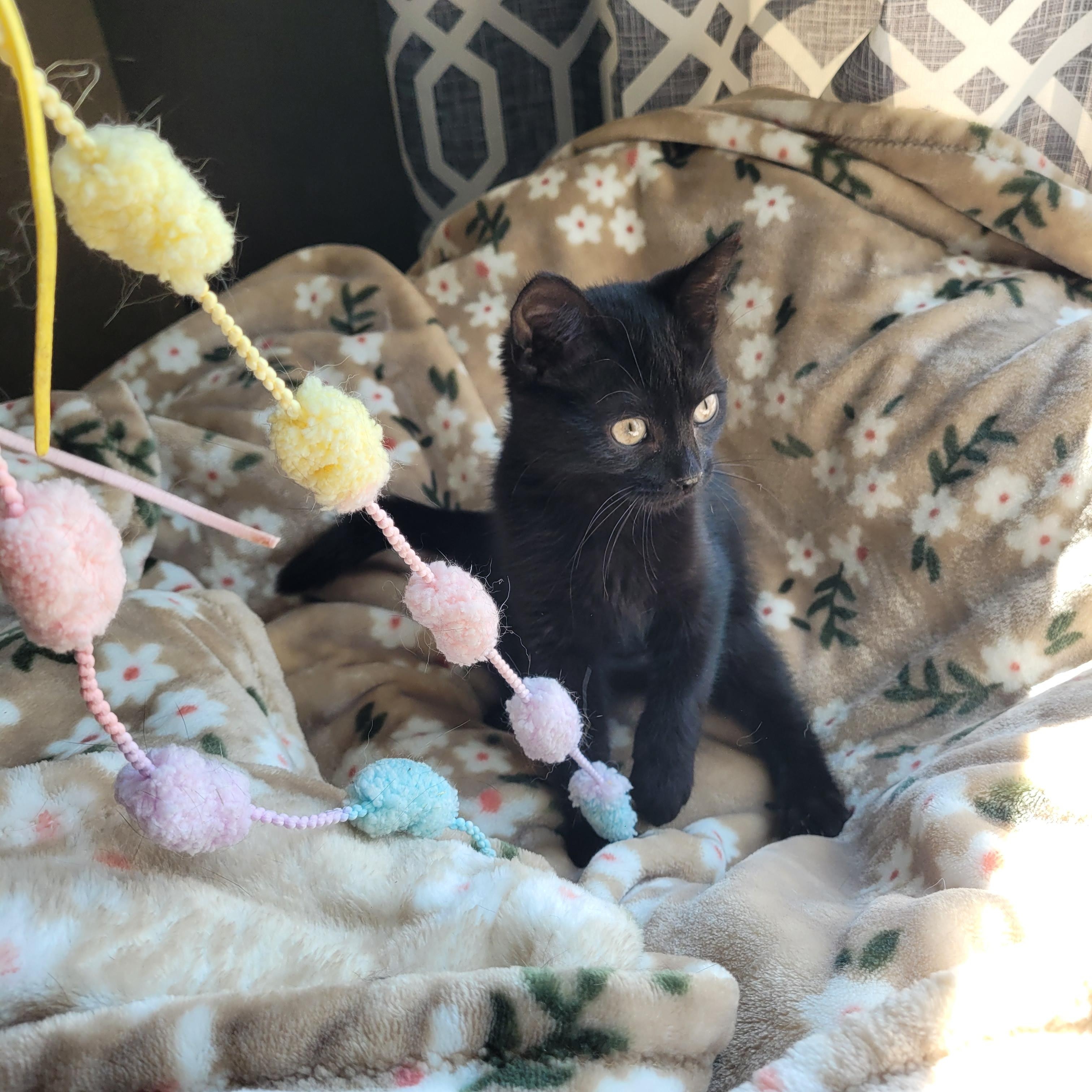 Enlarge Luna, a Adoptable Domestic Short Hair in Indianapolis, IN image 3/6