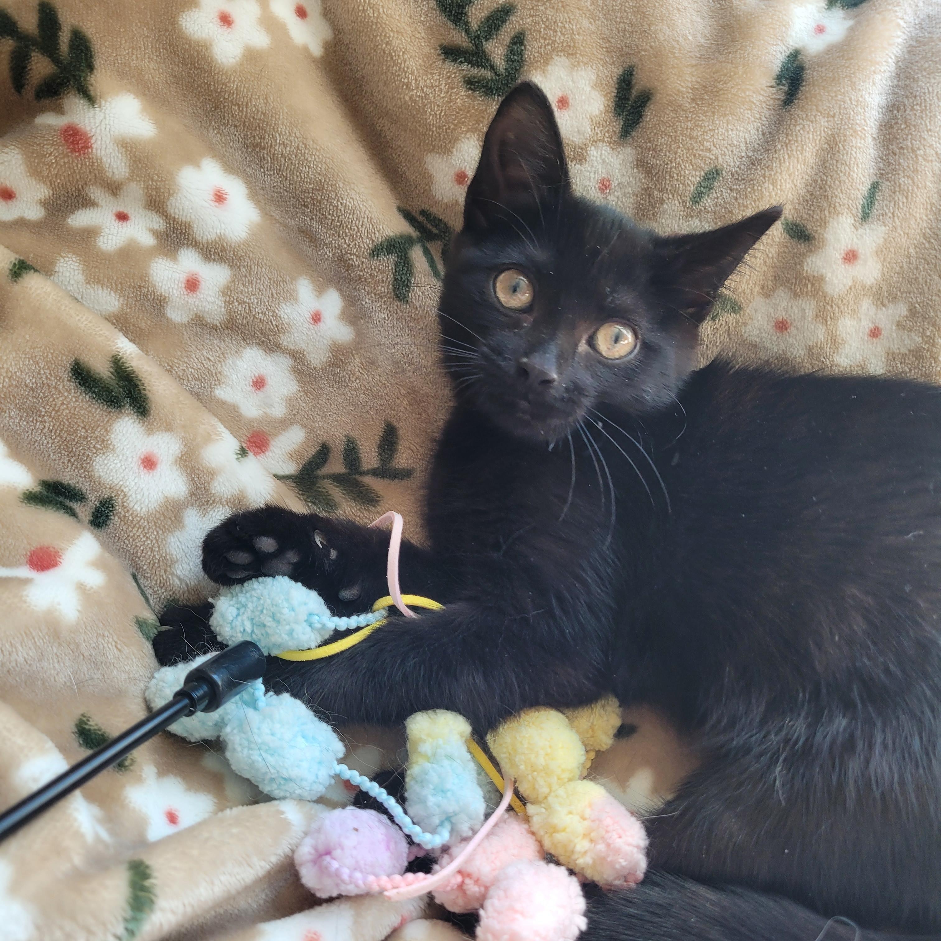 Enlarge Luna, a Adoptable Domestic Short Hair in Indianapolis, IN image 2/6