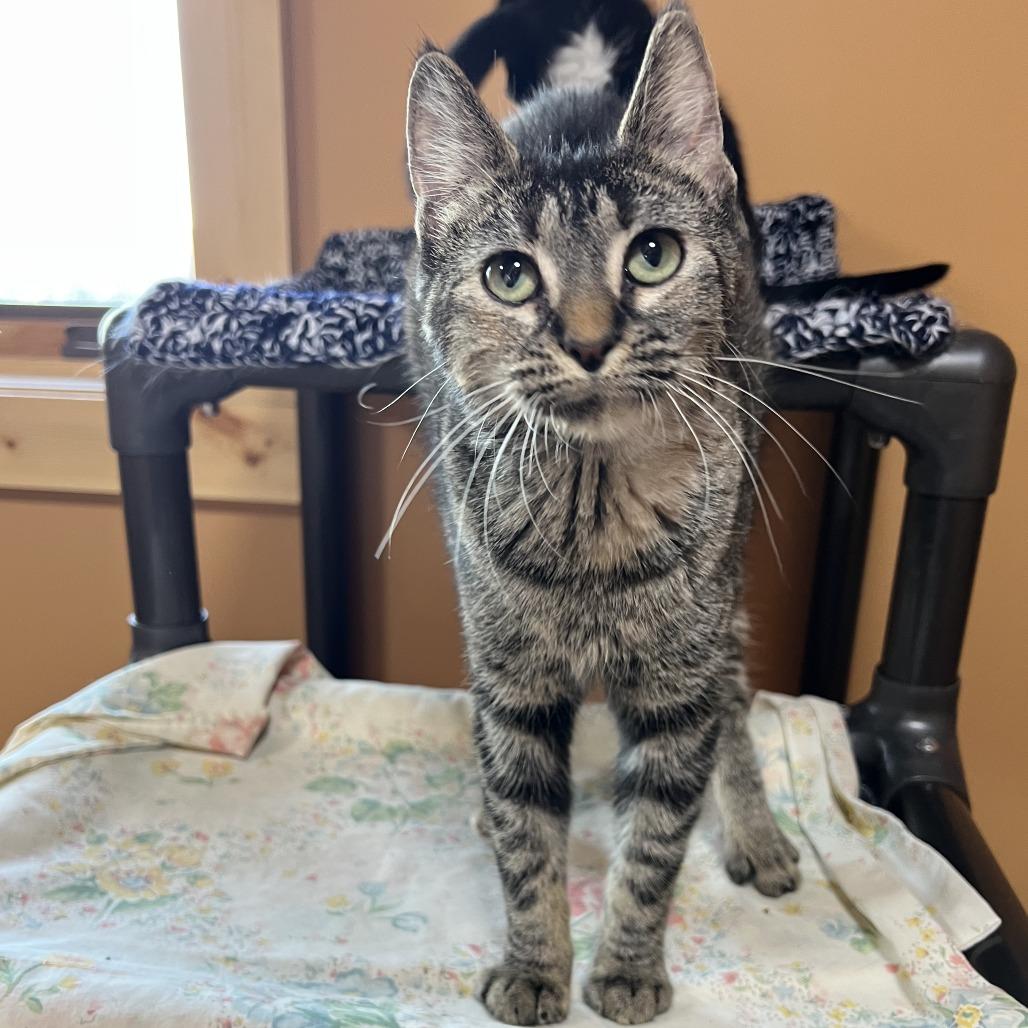 Ivy, Adoptable, Young Female Domestic Short Hair.