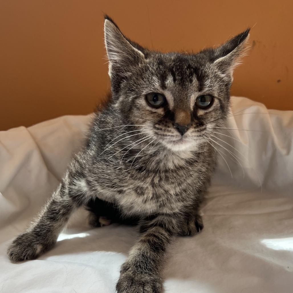 Enlarge Ivy, a Adoptable Domestic Short Hair in Wadena, MN image 2/6