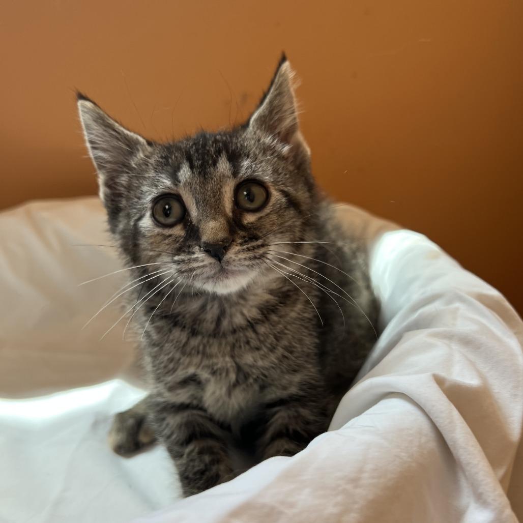 Enlarge Ivy, a Adoptable Domestic Short Hair in Wadena, MN image 3/6