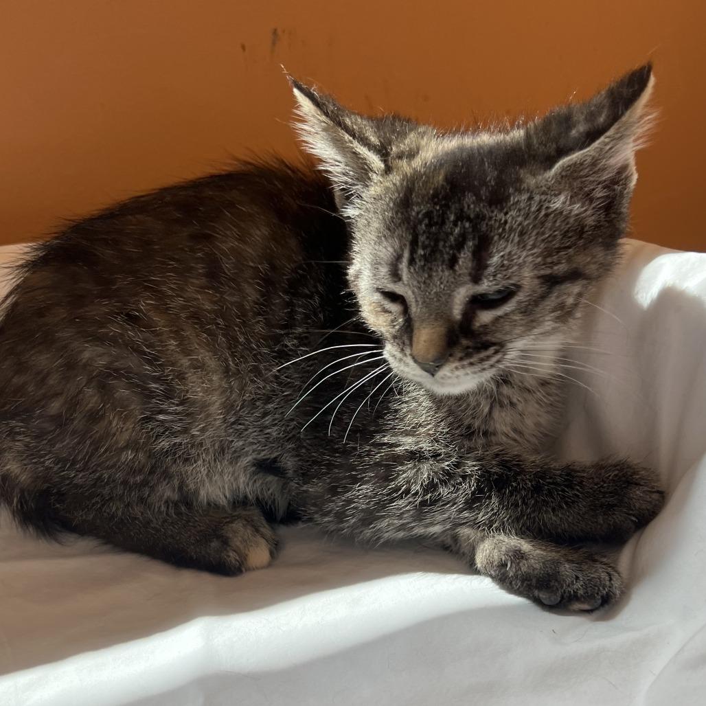 Enlarge Ivy, a Adoptable Domestic Short Hair in Wadena, MN image 4/6