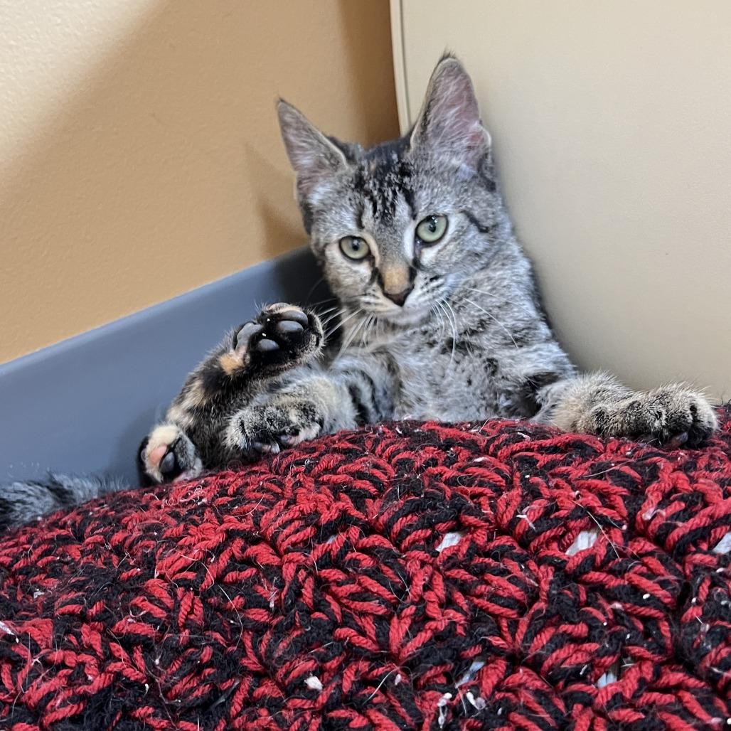 Enlarge Ivy, a Adoptable Domestic Short Hair in Wadena, MN image 5/6