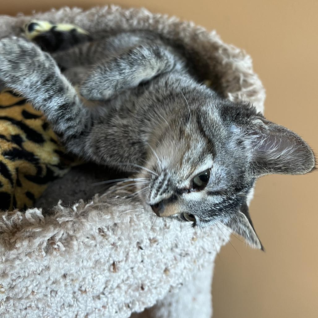 Enlarge Ivy, a Adoptable Domestic Short Hair in Wadena, MN image 6/6