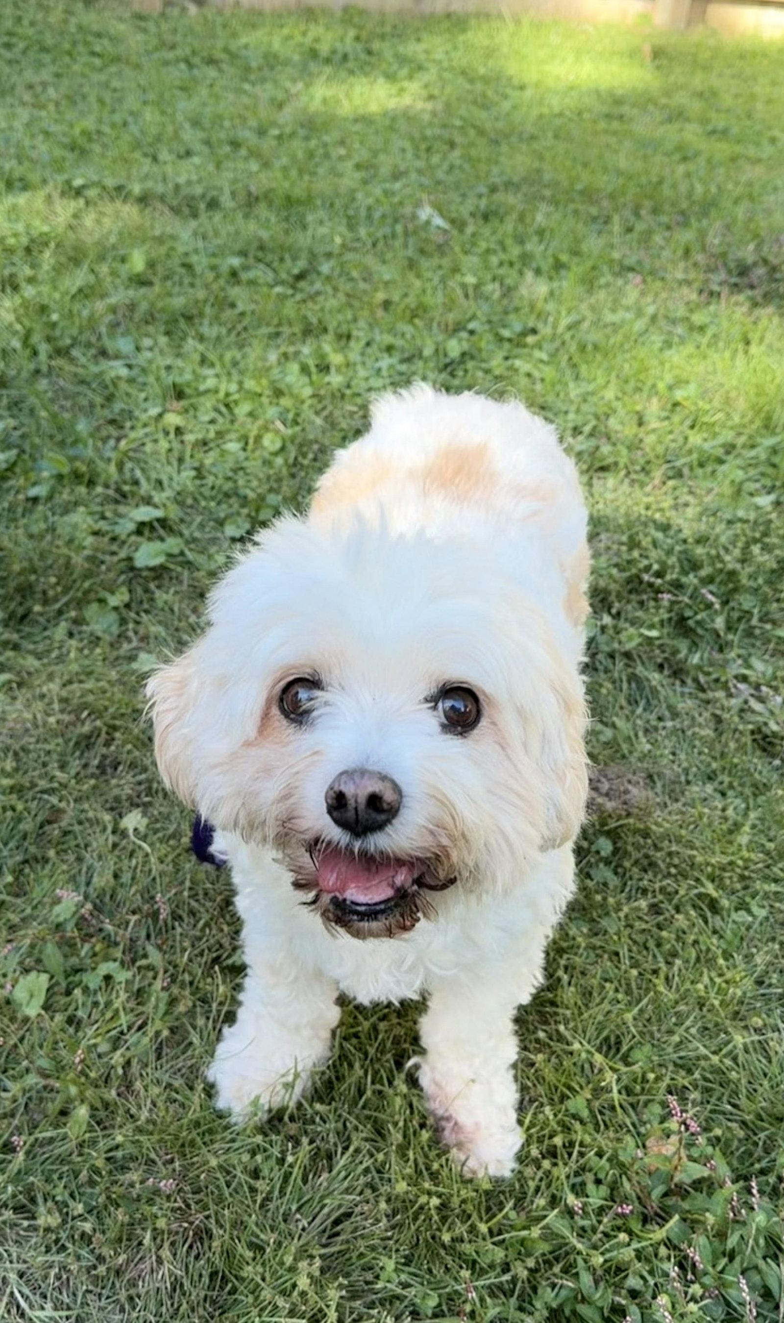 Lucy, Adoptable, Senior Female Cavalier King Charles Spaniel & Bichon Frise.