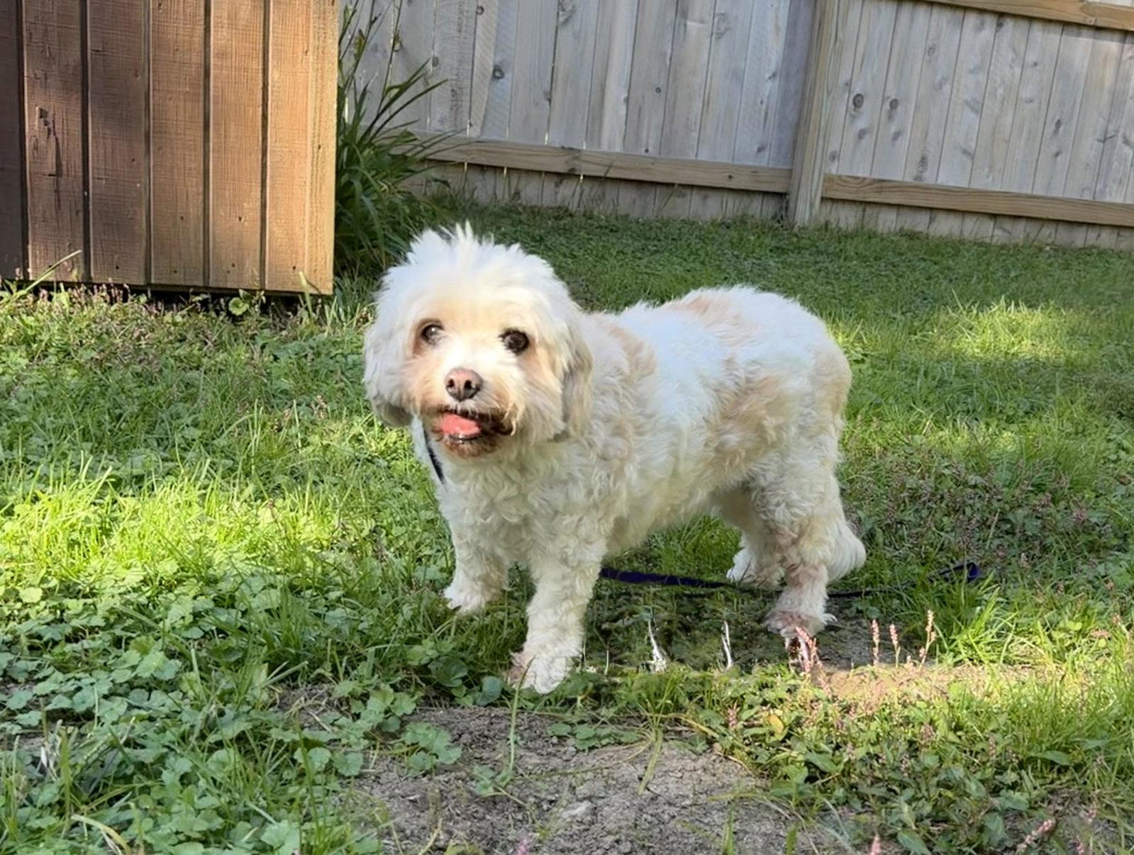 Enlarge Lucy, a Adoptable mixed breed in Newport, KY image 2/2