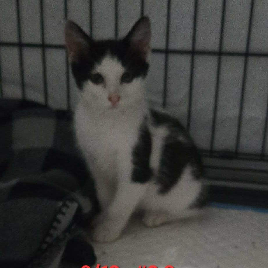 BW, Adoptable, Kitten Male Domestic Short Hair.