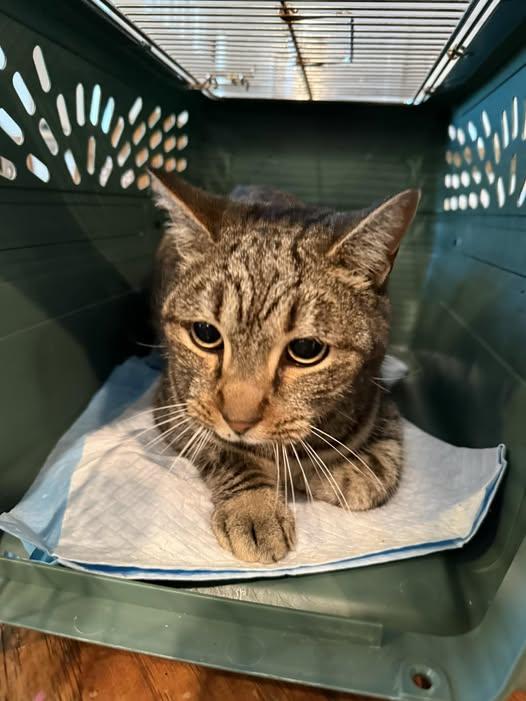 LB, adopted, Young Male Domestic Short Hair & Tabby.