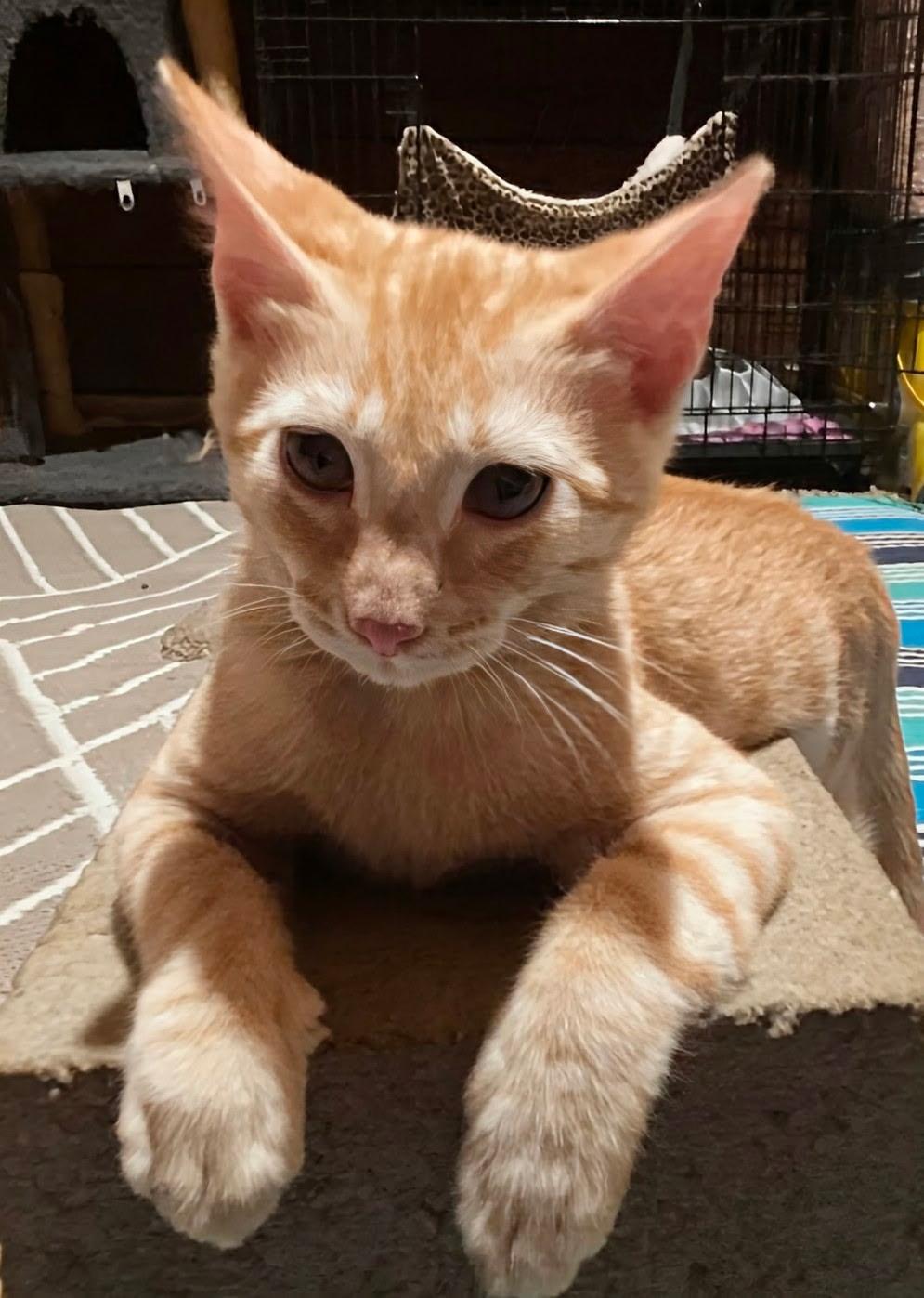 Malley (Tiff-fostered in New England), Adoptable, Kitten Female Domestic Short Hair & Tabby.