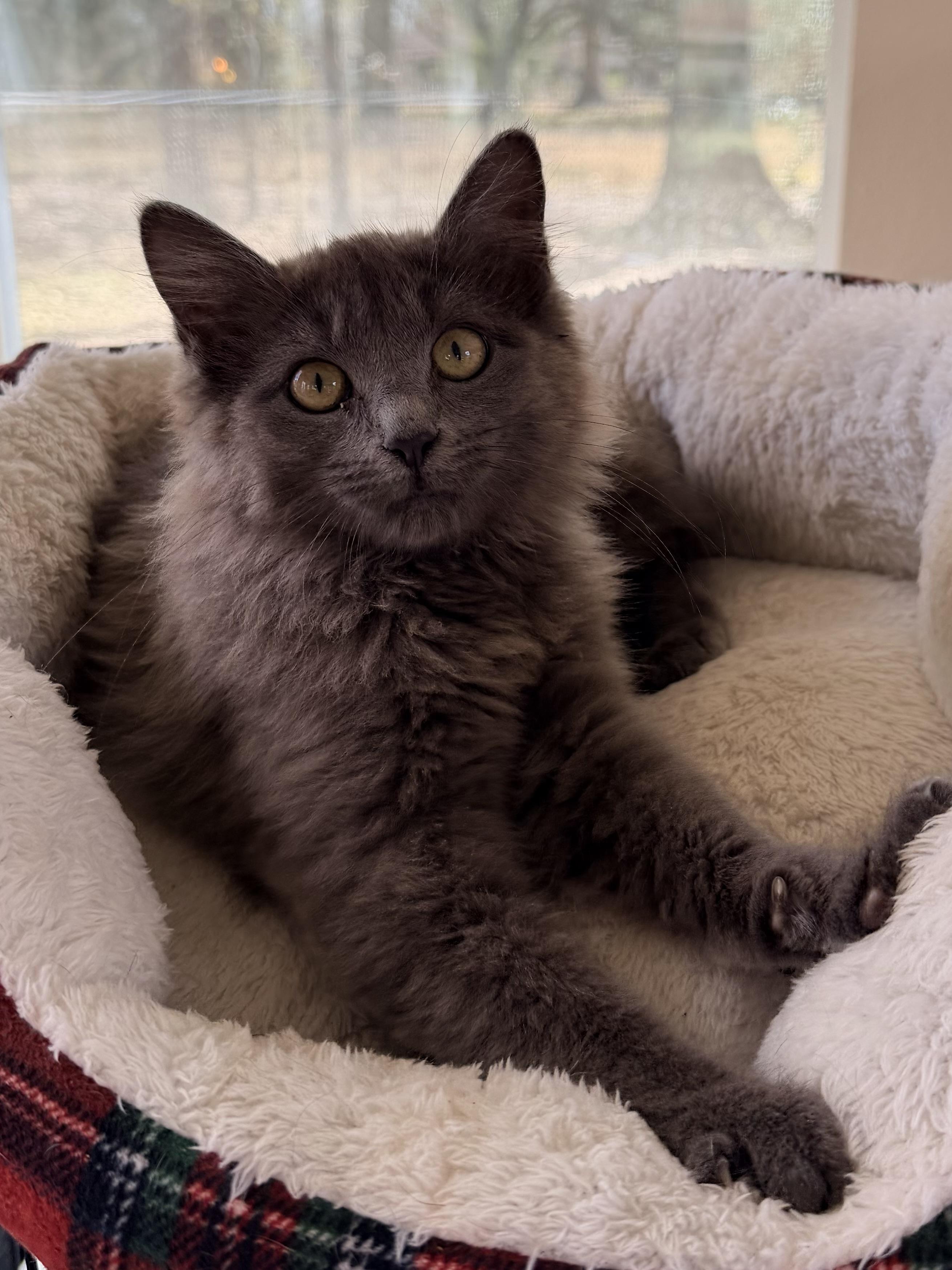 Enlarge Sophia, a ADOPTABLE Domestic Long Hair in Baker, LA image 3/5