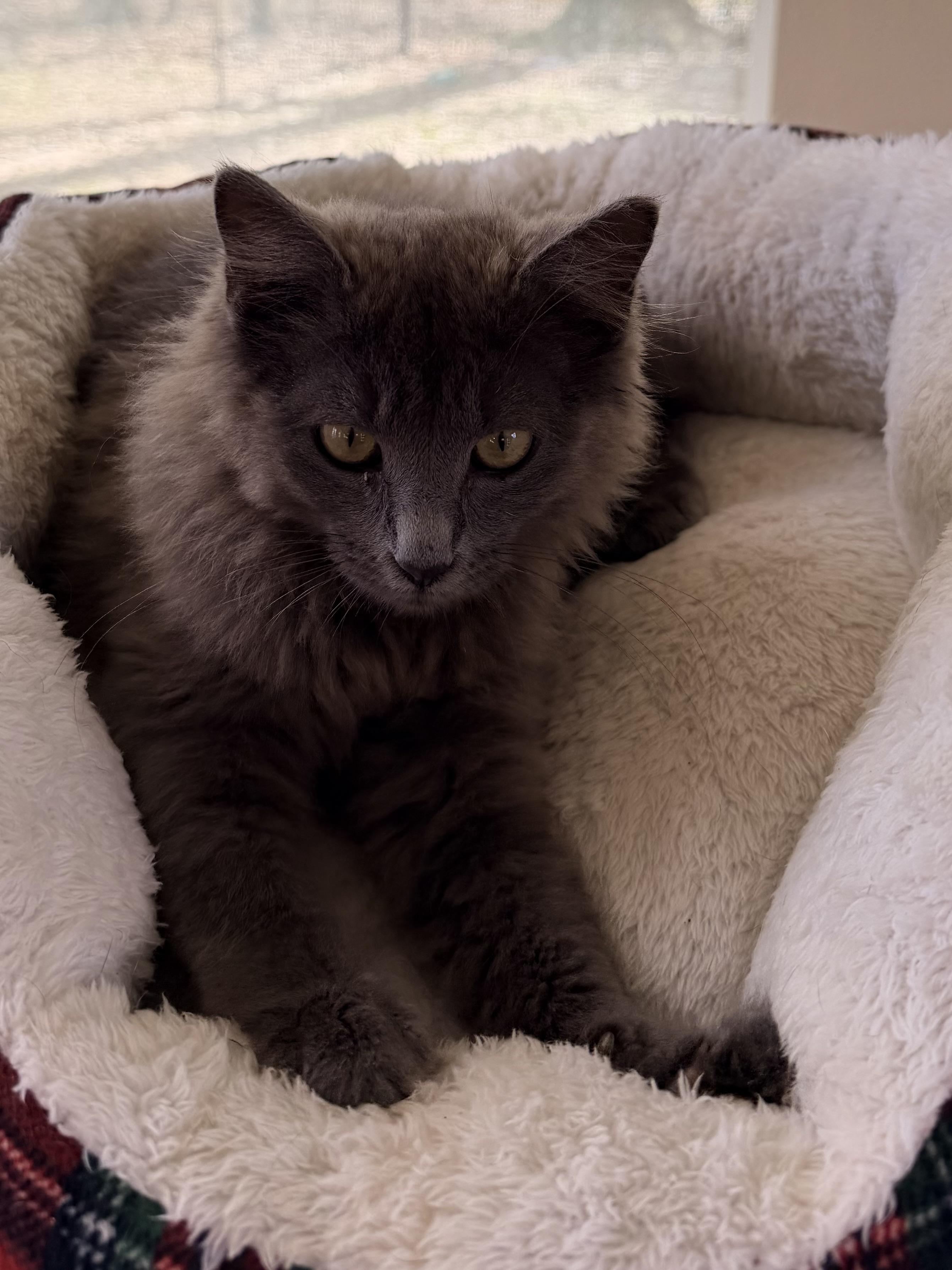 Sophia, ADOPTABLE, Kitten Female Domestic Long Hair.