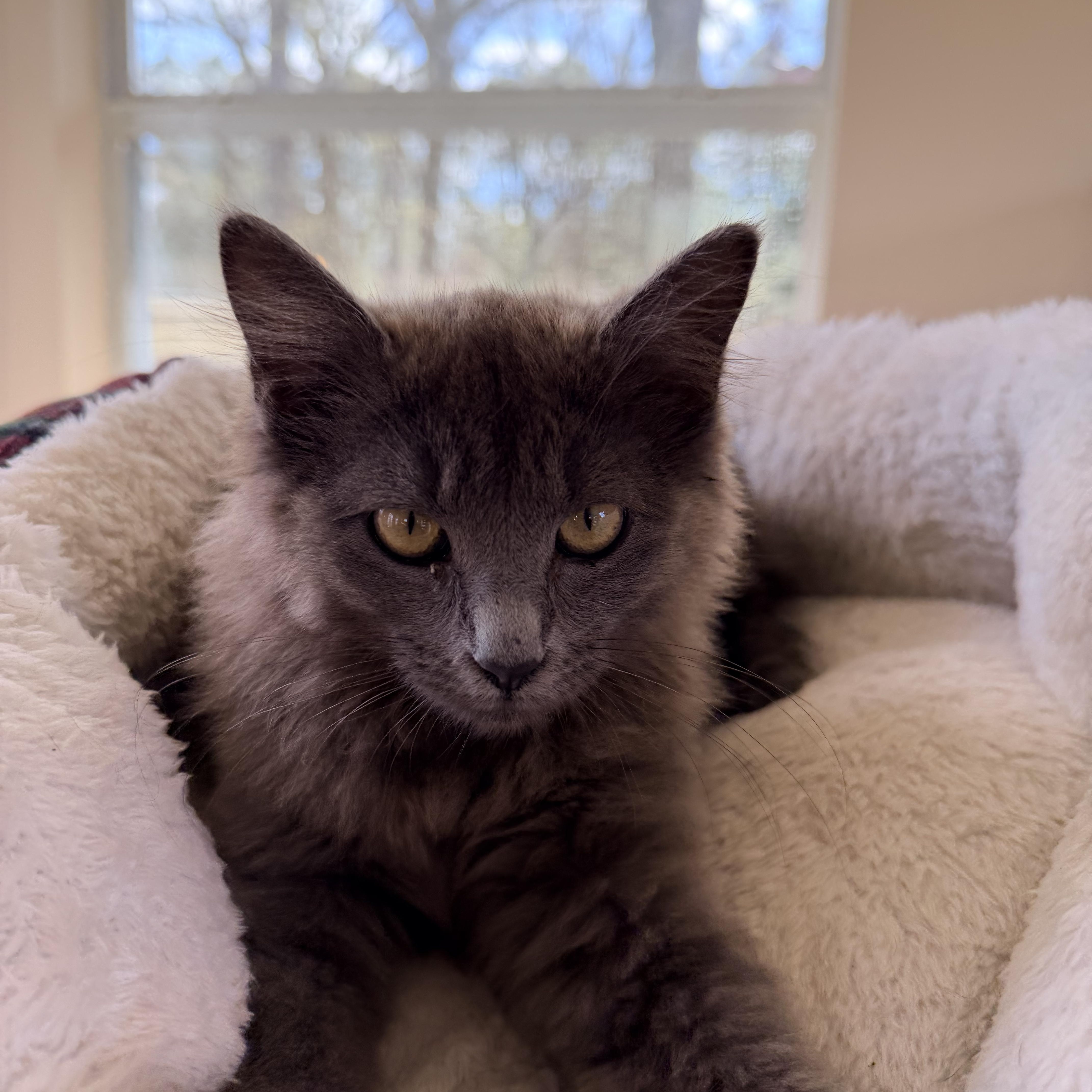 Enlarge Sophia, a ADOPTABLE Domestic Long Hair in Baker, LA image 2/5