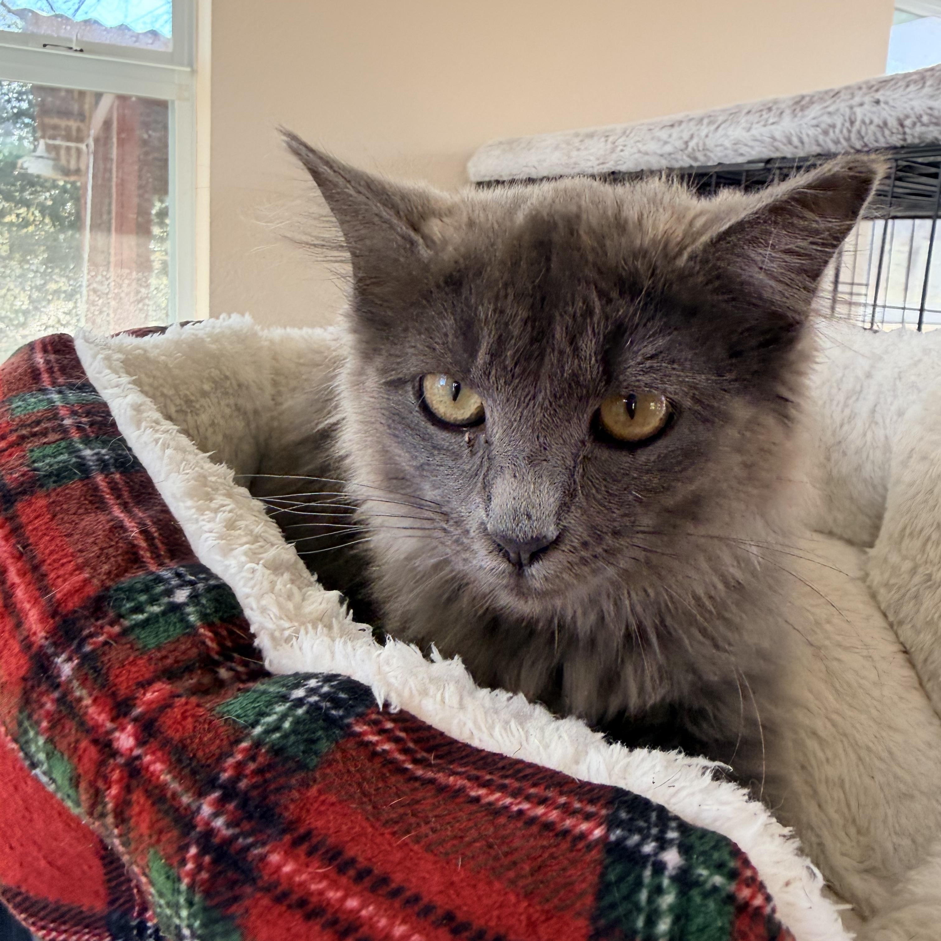 Enlarge Sophia, a ADOPTABLE Domestic Long Hair in Baker, LA image 5/5