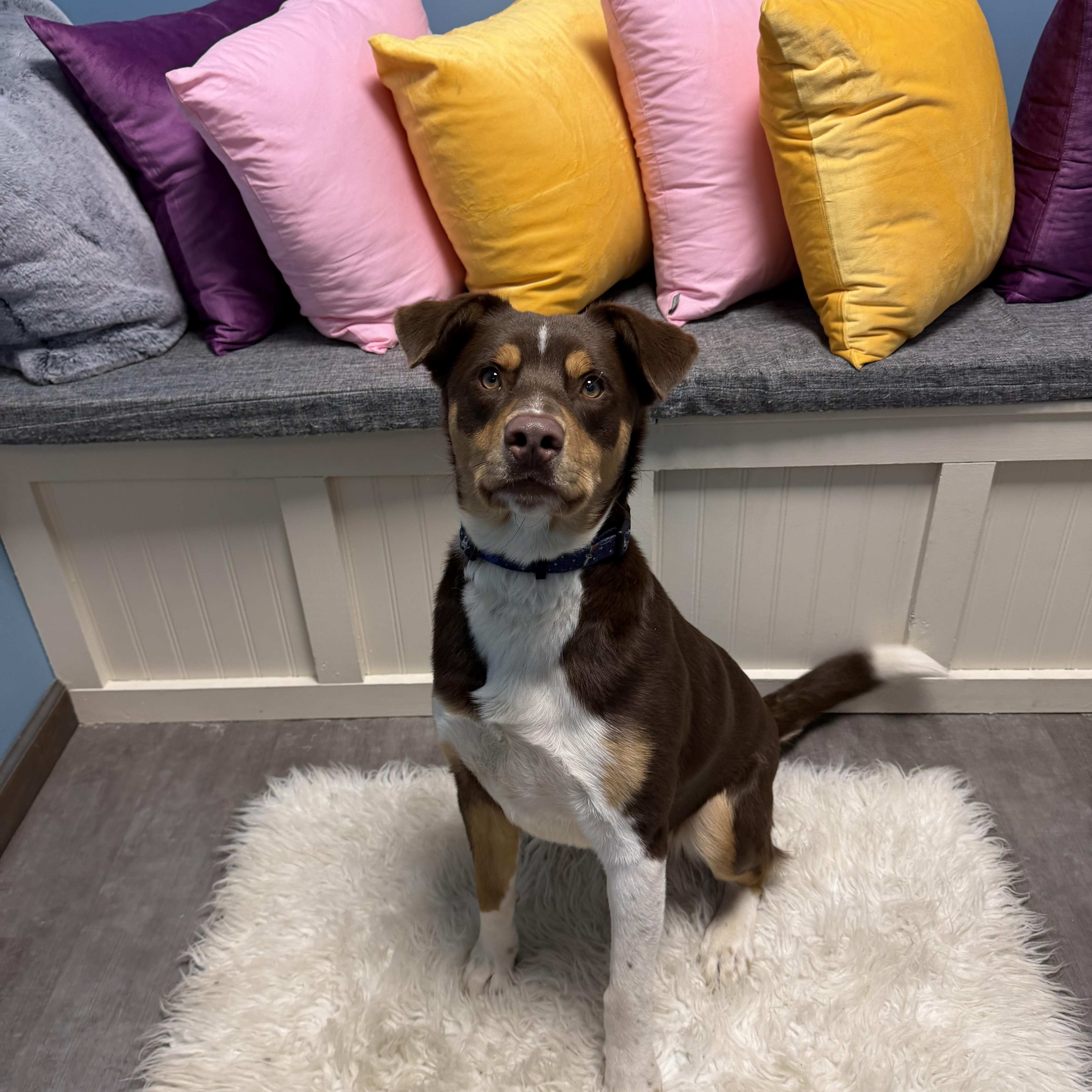 Enlarge Koda, an adopted mixed breed in Cumberland, RI image 6/6