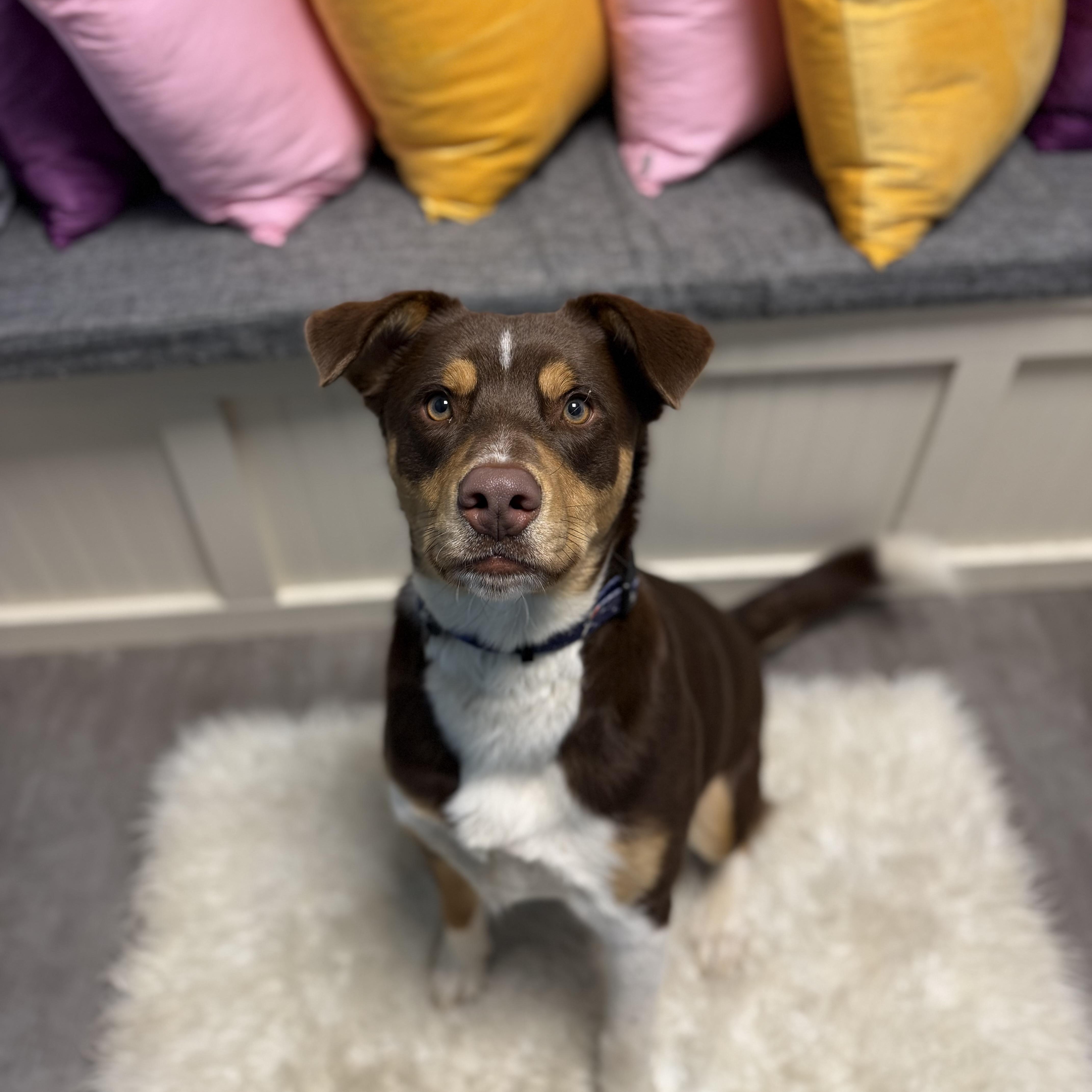 Enlarge Koda, an adopted mixed breed in Cumberland, RI image 5/6