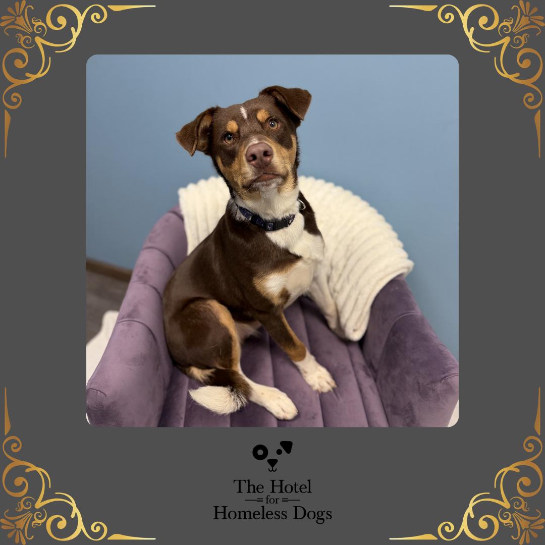 Koda, adopted, Adult Male Australian Shepherd & Mixed Breed.