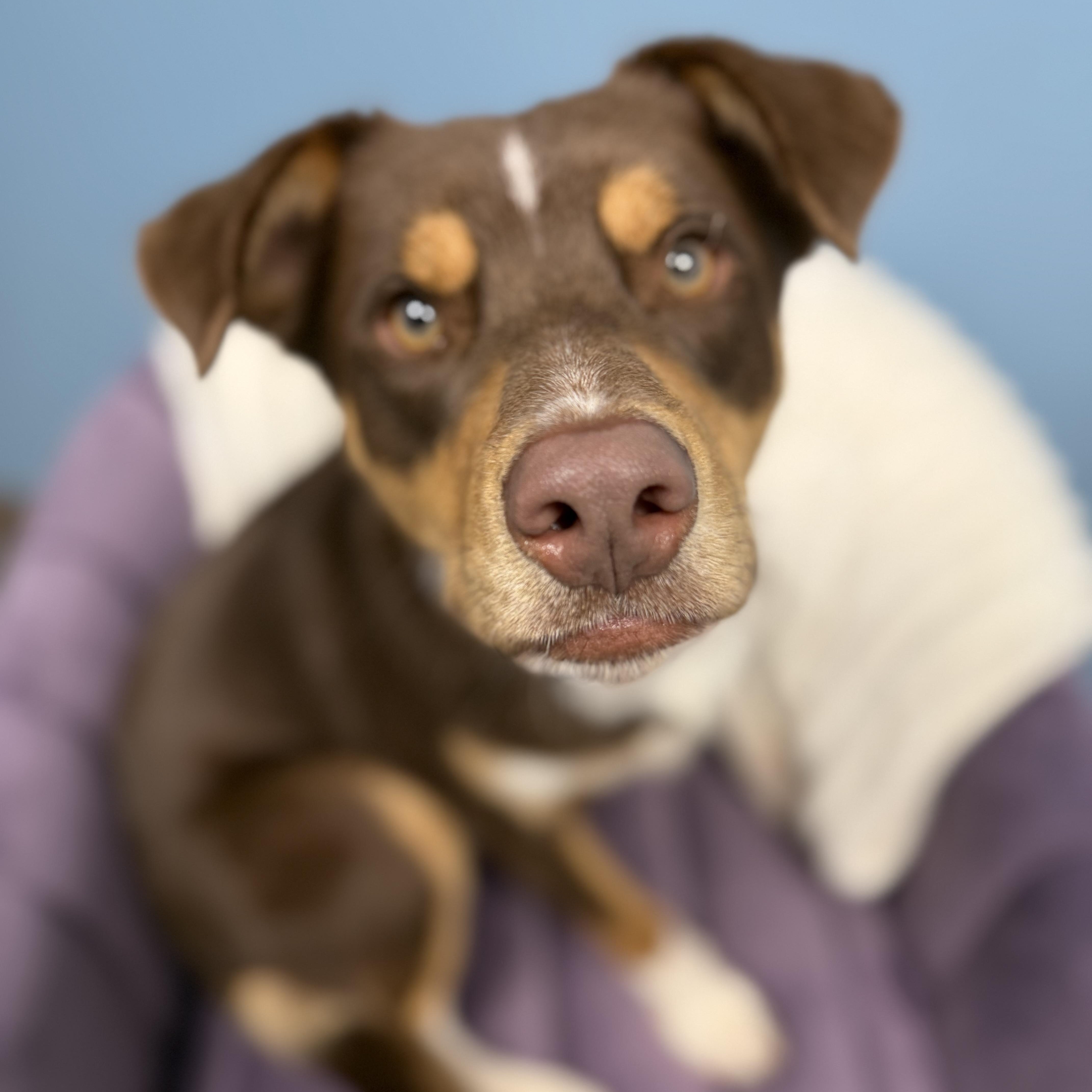 Enlarge Koda, an adopted mixed breed in Cumberland, RI image 4/6