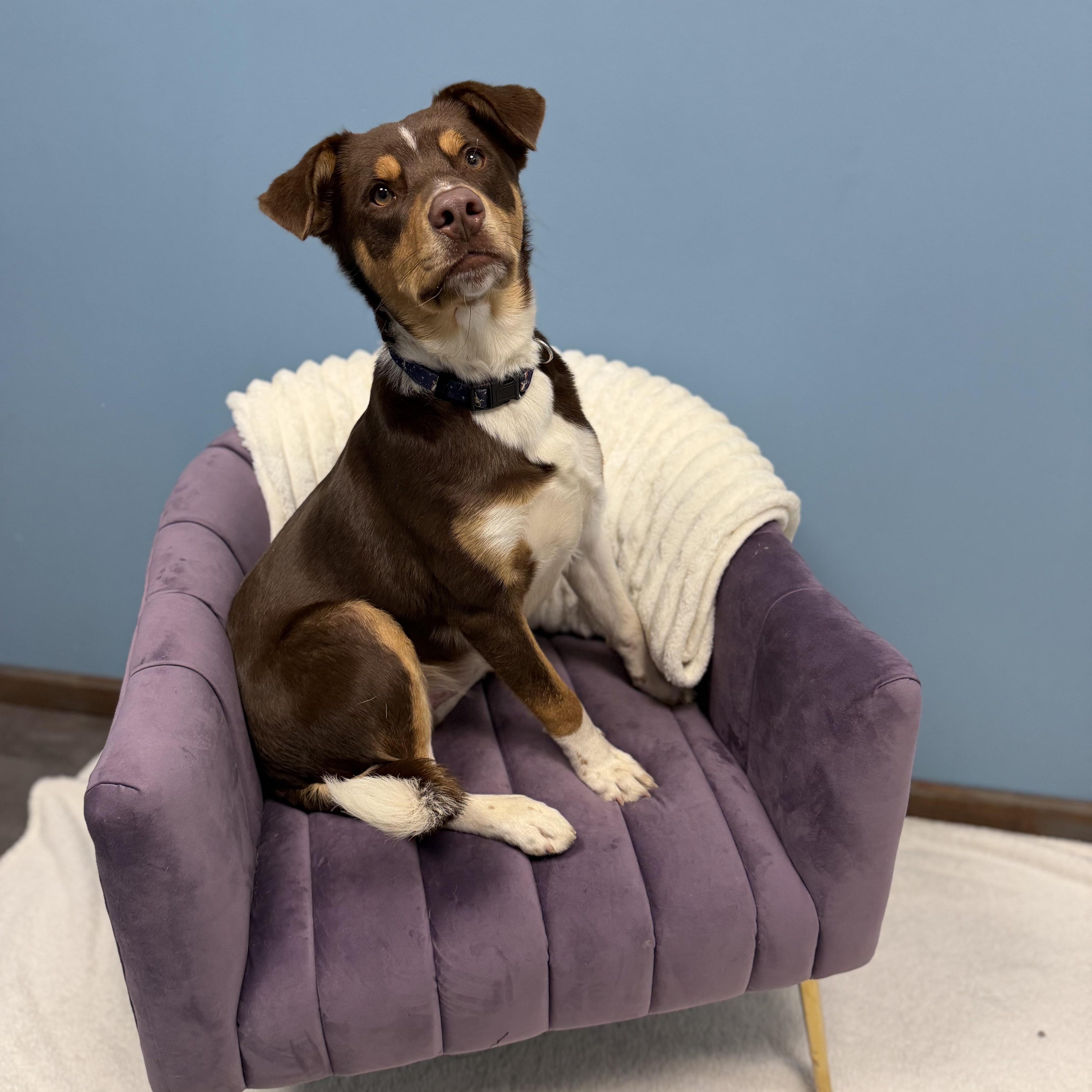 Enlarge Koda, an adopted mixed breed in Cumberland, RI image 3/6