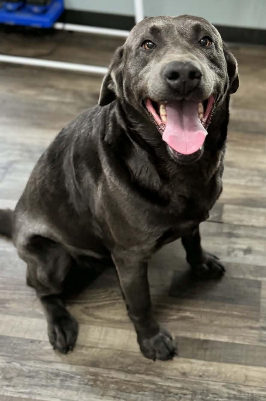 Leonard — thumbnail 3