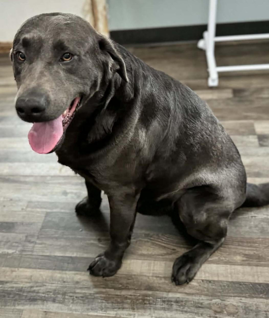 Leonard — thumbnail 4