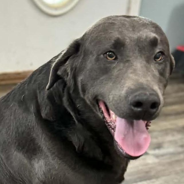 Leonard — thumbnail 5