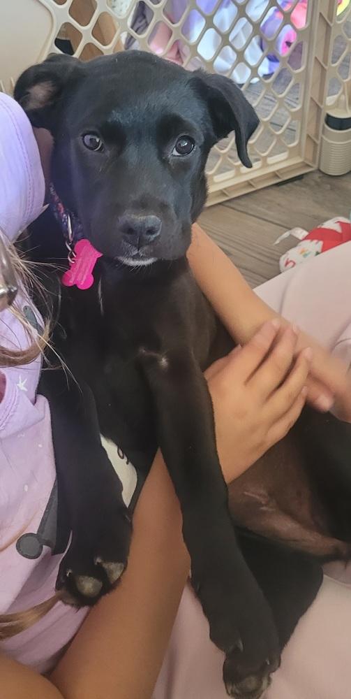 Meg, Adoptable, Puppy Female Labrador Retriever & Shepherd.