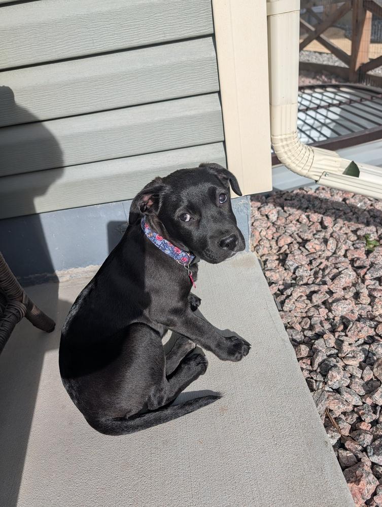 Enlarge Meg, a Adoptable mixed breed in Colorado Springs, CO image 2/2