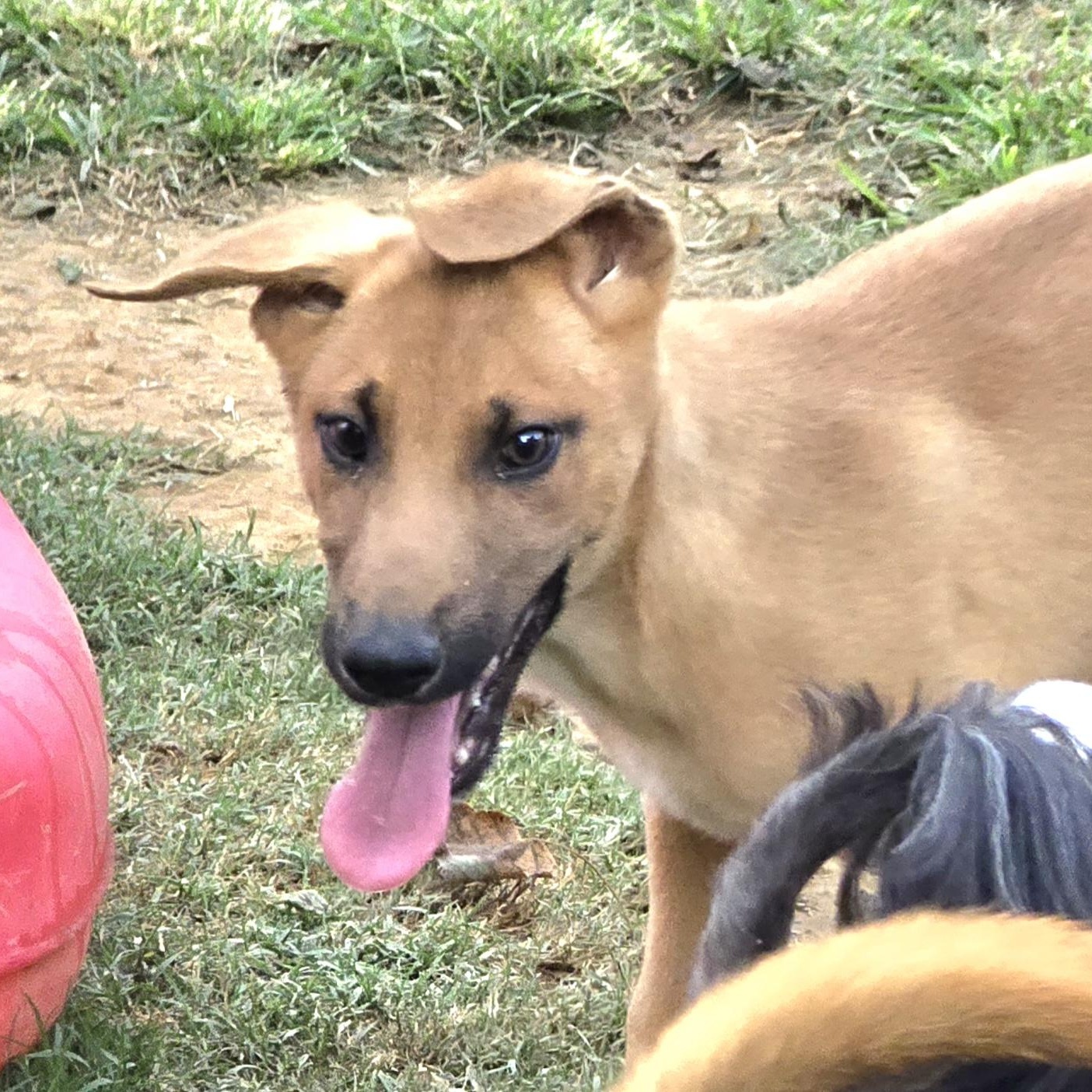 Enlarge Vixen, a Adoptable mixed breed in Athens, AL image 2/3