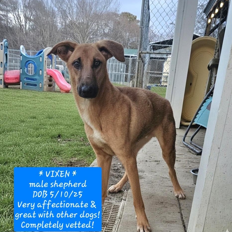 Vixen, Adoptable, Young Male German Shepherd Dog & Australian Cattle Dog / Blue Heeler.