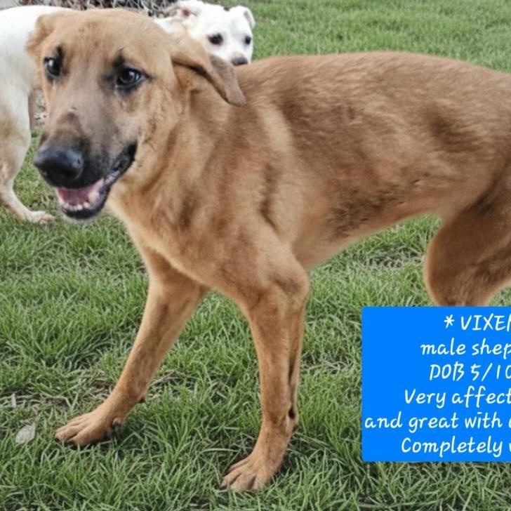 Enlarge Vixen, a Adoptable mixed breed in Athens, AL image 3/3