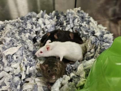 Shoestring, Adoptable, Young Male Mouse.