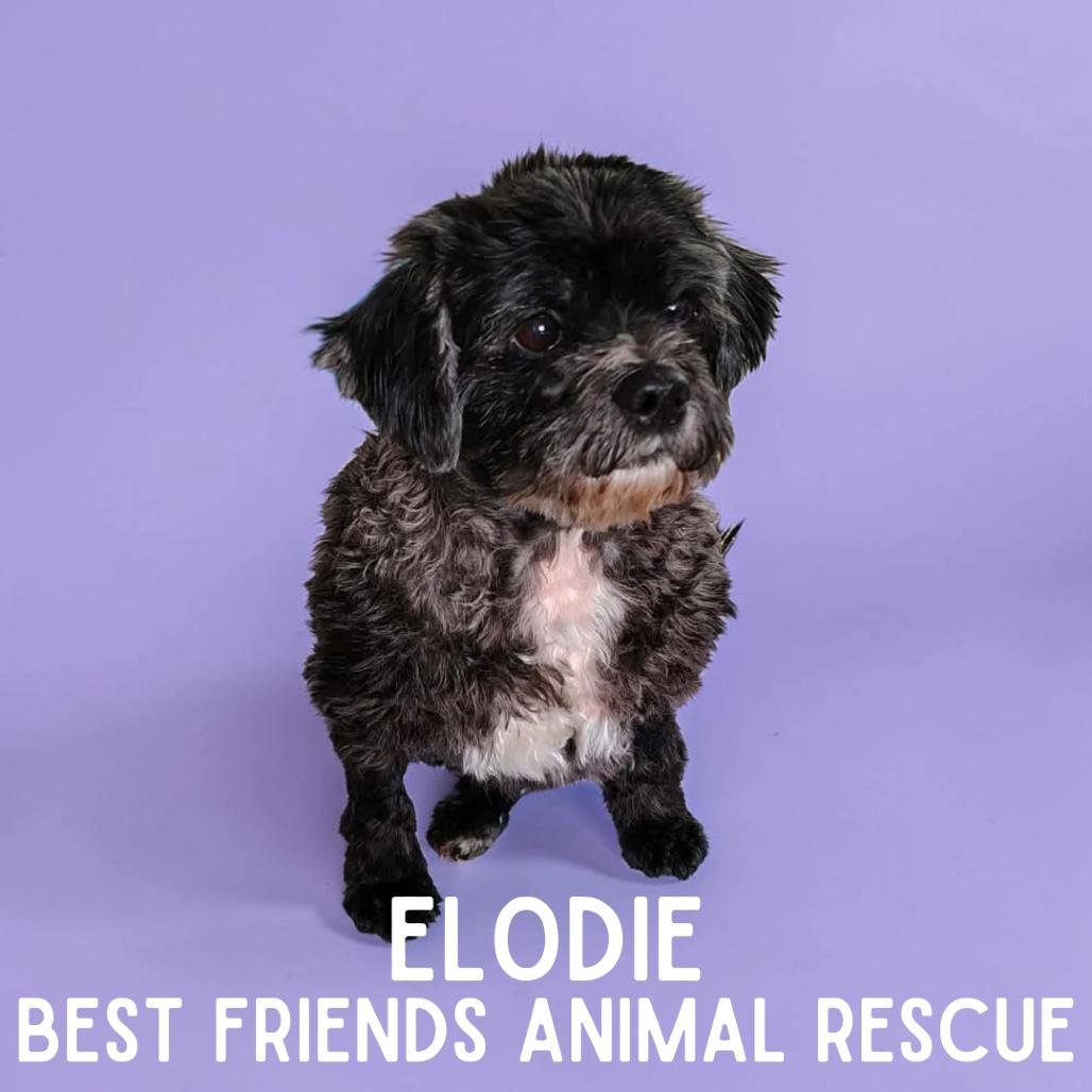Elodie, Adoptable, Senior Female Shih Tzu & Miniature Poodle.