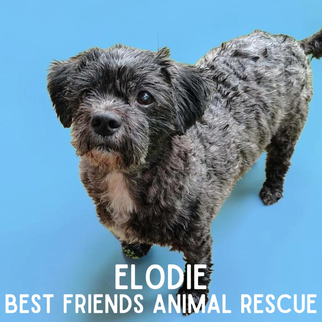 Enlarge Elodie, a Adoptable mixed breed in Wasilla, AK image 2/3