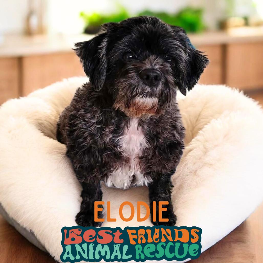 Enlarge Elodie, a Adoptable mixed breed in Wasilla, AK image 3/3