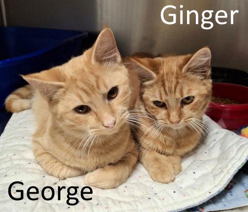 George, a Adopted mixed breed in Mountain View, AR image 1/2