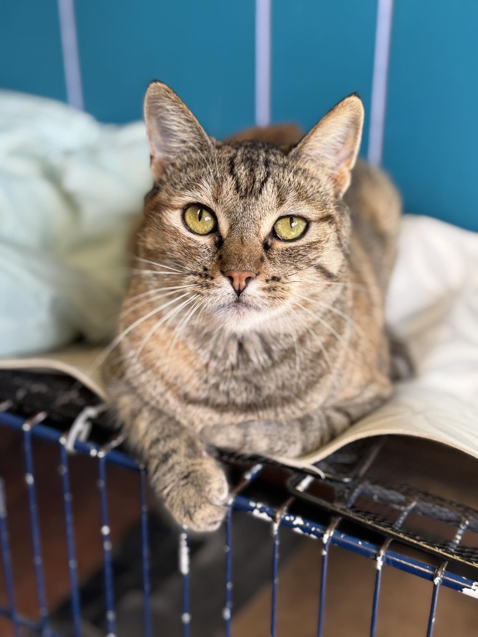 Enlarge Madeline, a Adoptable mixed breed in Monticello, IL image 1/2