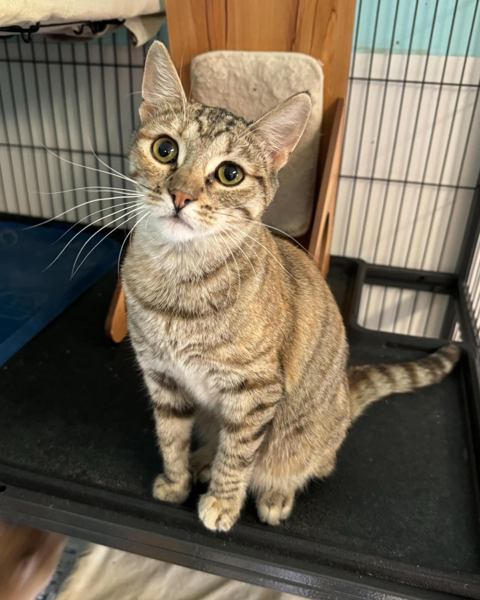 Madeline, Adoptable, Adult Female Domestic Short Hair & Tiger.