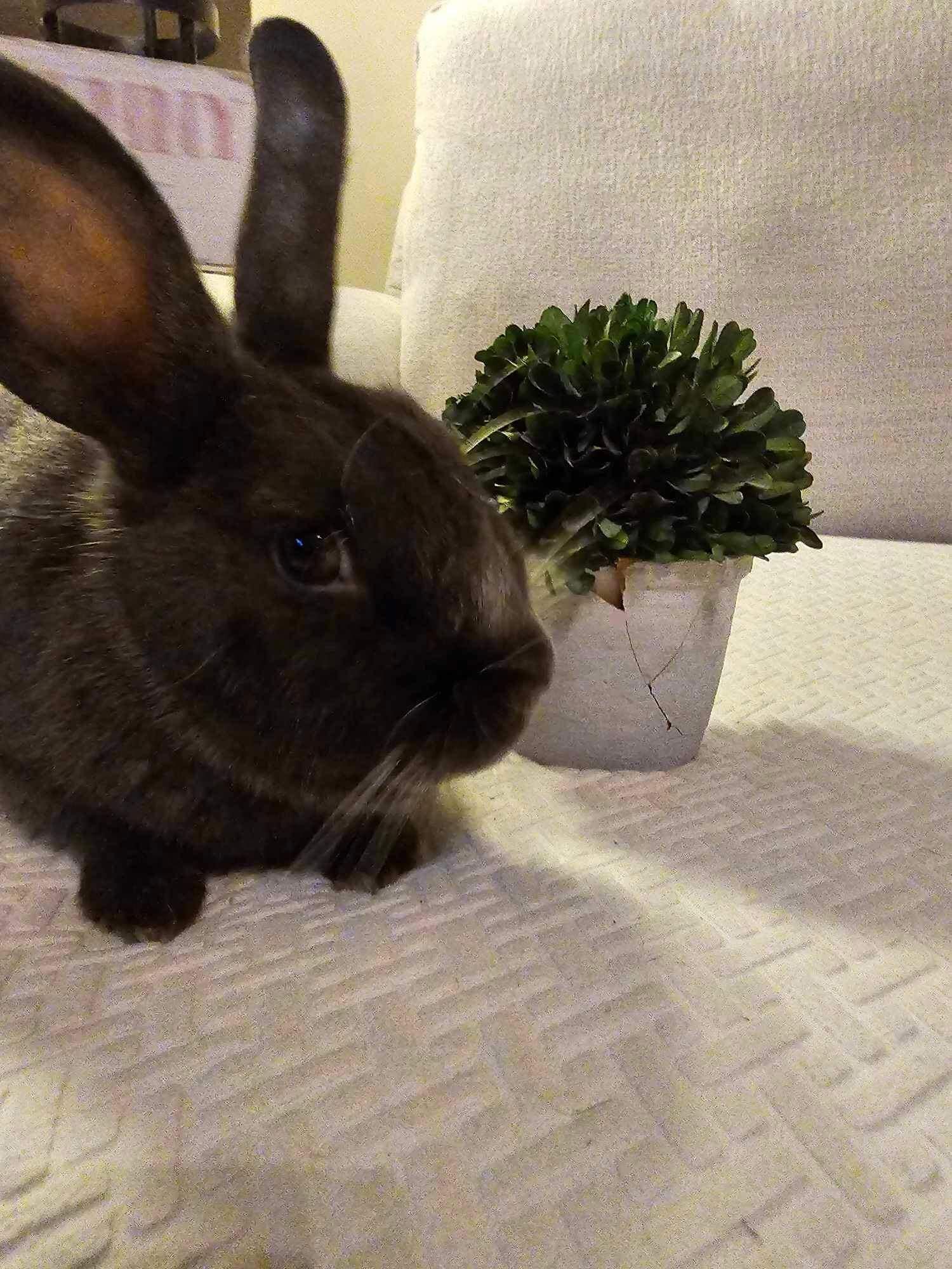 Maci, Adopted, Young Female American.