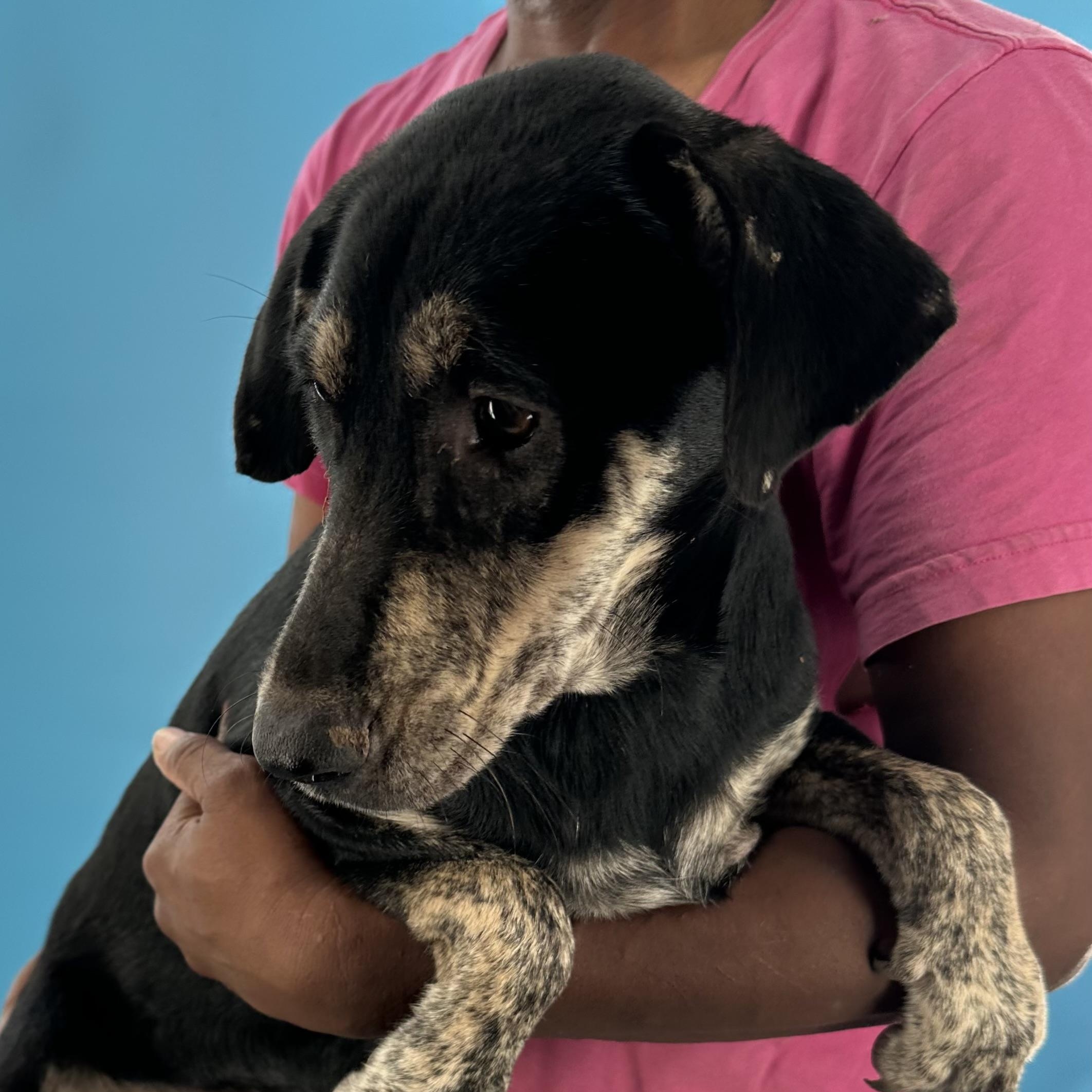 Enlarge Gee Gee - Local August 28-30, an adoptable mixed breed in Beaverton , OR image 3/5