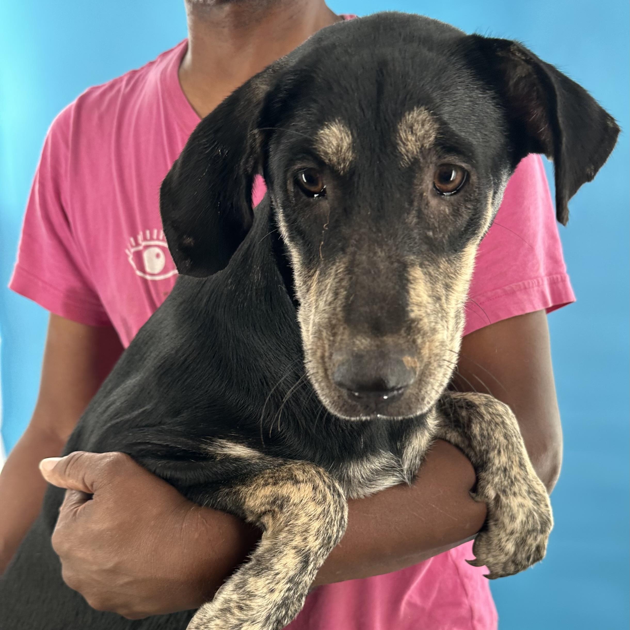 Gee Gee - Local August 28-30, adoptable, Young Female Labrador Retriever.