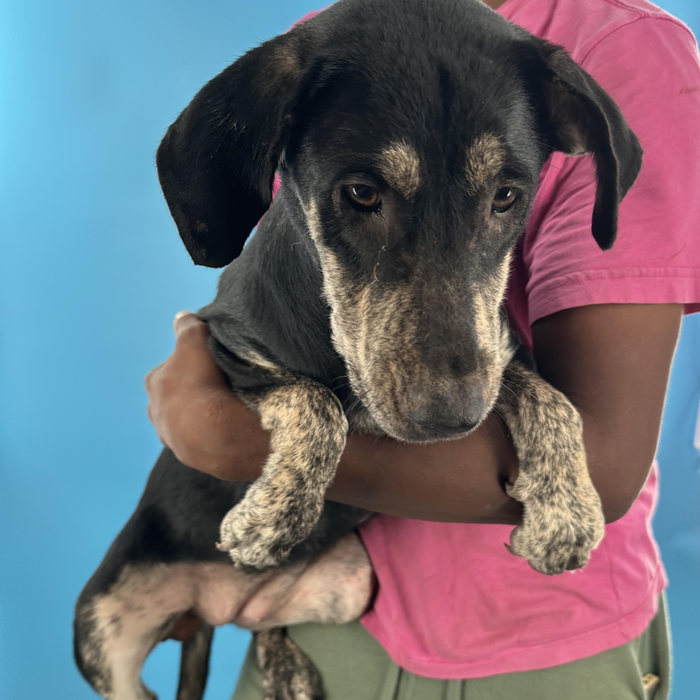 Enlarge Gee Gee - Local August 28-30, an adoptable mixed breed in Beaverton , OR image 5/5