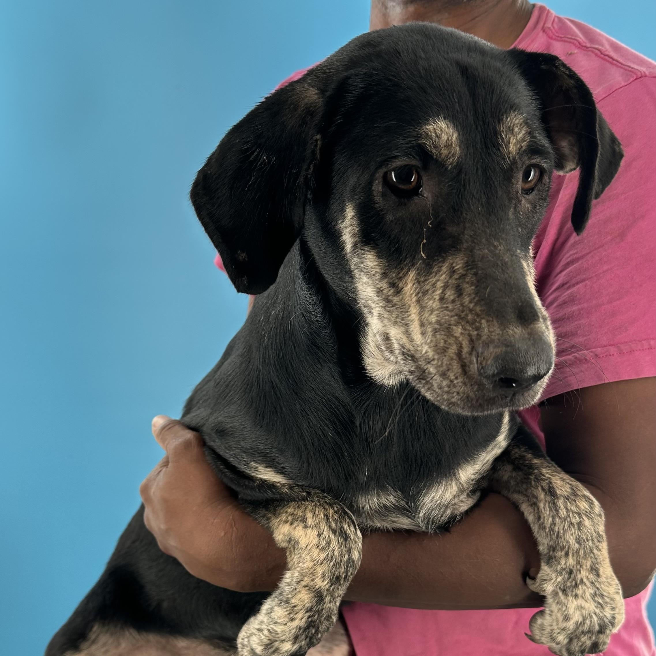 Enlarge Gee Gee - Local August 28-30, an adoptable mixed breed in Beaverton , OR image 4/5