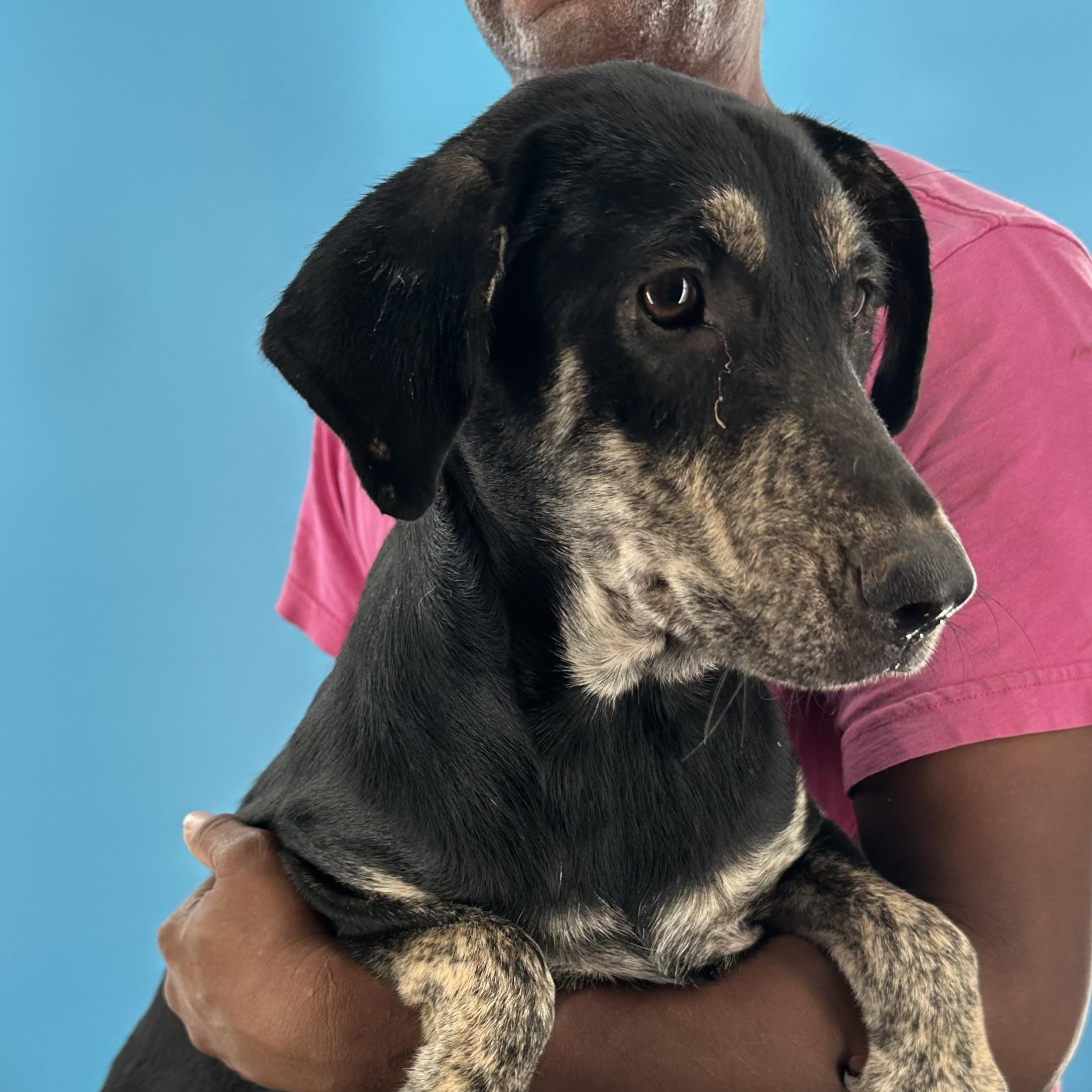 Enlarge Gee Gee - Local August 28-30, an adoptable mixed breed in Beaverton , OR image 2/5