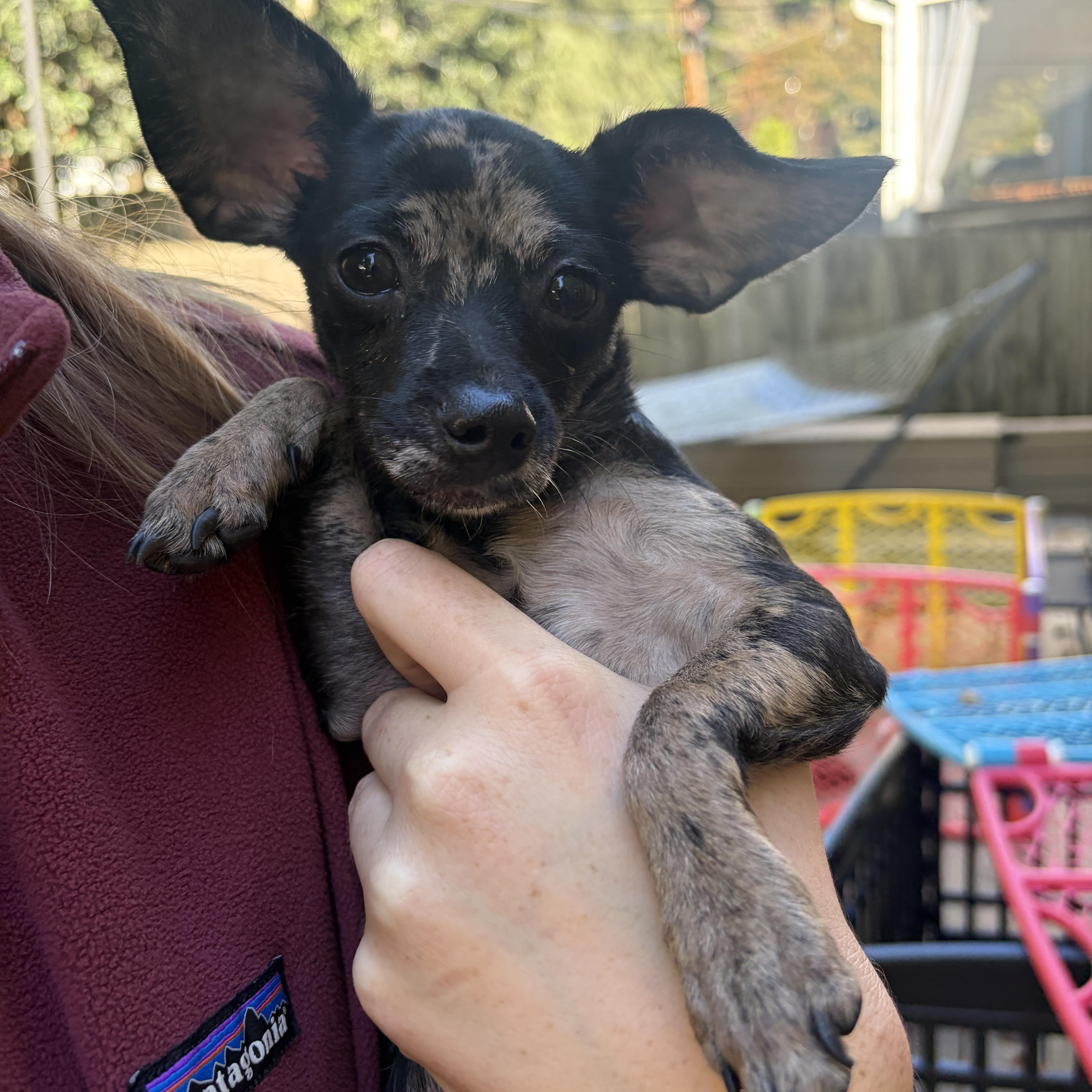 Enlarge Nikita, a Adoptable mixed breed in Charlotte, NC image 3/4