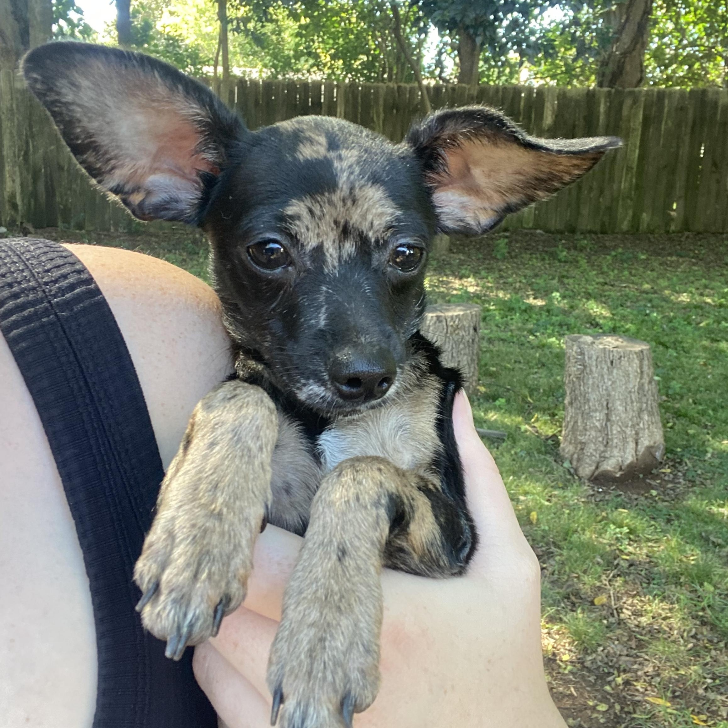 Nikita, Adoptable, Puppy Female Chihuahua.