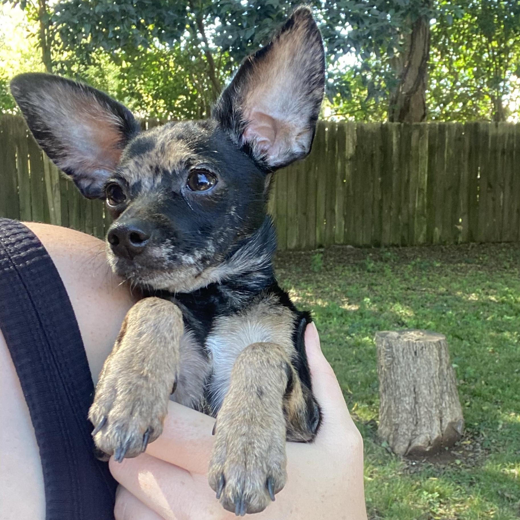 Enlarge Nikita, a Adoptable mixed breed in Charlotte, NC image 2/4