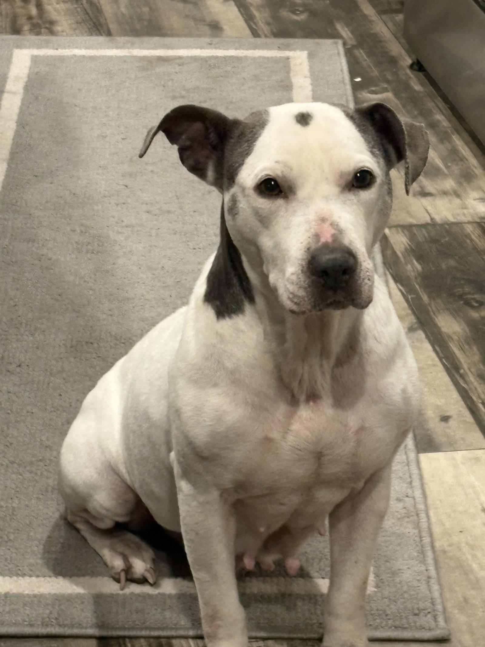 Enlarge Cora, a Adoptable Pit Bull Terrier in Mount Pleasant, SC image 1/1