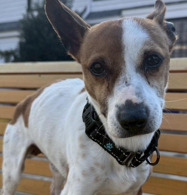 Ollie, ADOPTABLE, Adult Male Jack Russell Terrier.