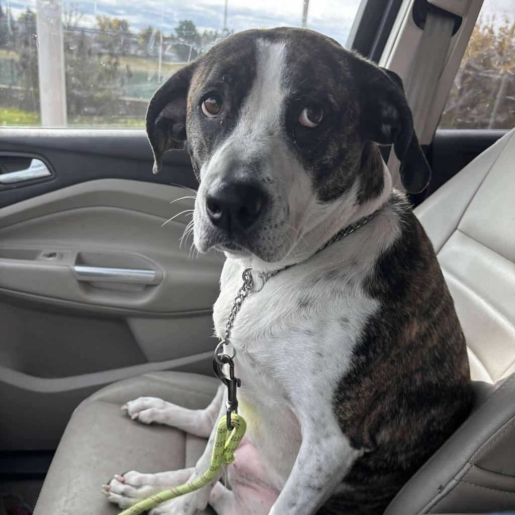 Enlarge Kona, a Adoptable mixed breed in sun prairie, WI image 2/3