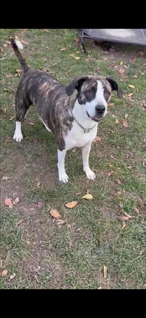 Kona, a Adoptable mixed breed in sun prairie, WI image 3/3